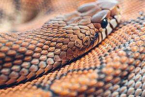 Snake skin surface texture close up for background and wallpaper photo