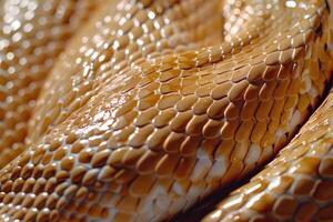 serpiente piel antecedentes serpiente piel antecedentes serpiente piel antecedentes foto