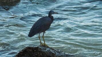 un garza soportes en un solitario rock en medio de amable agua ondas, listo en el oscurecimiento ligero de oscuridad video