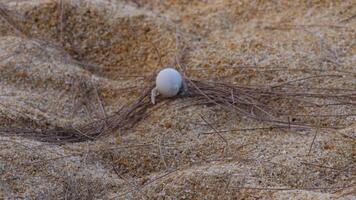 Close-up of a hermit crab with a white shell crawling along the yellow sand video