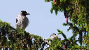 Crow birds on a tree branch clean their feathers and look around video