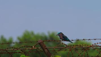 Bengala rodillo pájaro encaramado en un mordaz cable cerca. imágenes de un hermosa azul tropical pájaro video