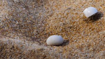 A hermit crab occupies a white shell, partially concealed by the sandy beach as it explores the coastline video