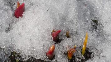 Primavera tiros do prímulas debaixo a neve. Tempo lapso a neve é Derretendo e a flores estão crescente. conceito primavera, calor video