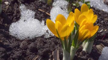 Spring flowers yellow crocuses. Melting snow, time lapse. Spring season concept, warming video
