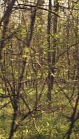 civile ricerca festa inizio il caccia all'uomo entro il foresta la zona, urlando il mancante persona nome e puntamento il suo passi. i soccorritori gruppo guardare per indizi, emergenza missione. telecamera b. video