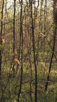 gruppo di salvavita volontari ricerca per un' mancante persona, chiamata loro nome nel il boschi e andando attraverso il alberi per traccia passi. ricerca squadra i soccorritori guardare per un' perso vittima. telecamera b. video