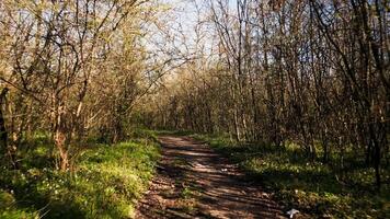 fuco tiro di vuoto boscoso paesaggio confezionato con Rifiuto e plastica sciupare, illegale dumping e inquinamento dannoso il naturale ambiente. escursioni a piedi itinerario nel un' foresta è pieno di spazzatura. video