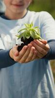 pequeño niño participación suelo con un verde brote en su manos, contribuyendo a ambiental preservación y natural cultivo. joven activista haciendo voluntario trabajo a salvar el planeta. cámara una. video