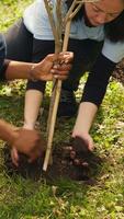 Activists joining forces in planting trees in the woods with commitment to nature conservation, nurturing its growth and preserving the seedlings. Dedicated group of environmentalists. Camera A. video