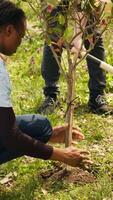 team van vrijwilligers aanplant bomen in de Woud door graven gaten in de grond, geven leven naar de natuurlijk leefgebied en ecosysteem. activisten aan het doen vrijwillig werk naar opslaan de planeet. camera a. video