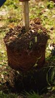 niño y su amigo son plantando un pequeño árbol en el bosque, contribuyendo a fauna silvestre y naturaleza preservación. joven niña haciendo voluntario trabajo con adolescente, ambiental educación. cámara una. video