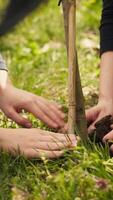 salvaguardare ecologico equilibrio e naturale ambiente, madre e bambino collaborare su piantare alberi nel il foresta. attivisti scavare fori per germogli, supporti sostenibile stile di vita. telecamera un. video