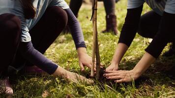 beveiligen ecologisch balans en natuurlijk omgeving, moeder en kind samenwerken Aan aanplant bomen in de Woud. activisten graven gaten voor spruiten, ondersteunt duurzame levensstijl. camera b. video