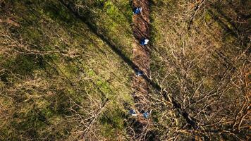 Drohne Schuss von Umwelt Aktivisten Reinigung das Wald von Müll und Plastik Abfall, pflücken oben Müll und Recycling zum ein besser Natur Erhaltung. Freiwilligenarbeit zum ökologisch Gerechtigkeit. video