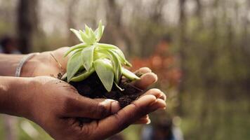 africano americano joven voluntario participación un pequeño planta de semillero en su manos, simbolizando natural ambiente crecimiento y preservación. niña trabajando en conservando bosque hábitat, salvar el planeta. cámara b. video