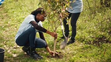 Diverse climate change activists work to plant trees in the woods, contributing to nature and wildlife preservation. Volunteers bringing ecological justice to the natural forest habitat. Camera A. video