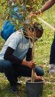 africano americano ecológico ativistas plantio mudas dentro uma floresta ambiente, trabalhando juntos dentro unidade para preservar e proteger a natural habitat. crescendo árvores projeto. Câmera uma. video