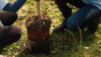 Child and her friend are planting a small tree in the woods, contributing to wildlife and nature preservation. Young girl doing voluntary work with teenager, environmental education. Camera A. video