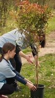 equipo de voluntarios creciente el natural habitat en un bosque, plantando arboles y conservación naturaleza por tomando acción y luchando a salvar el planeta. activistas haciendo comunidad servicio. cámara una. video