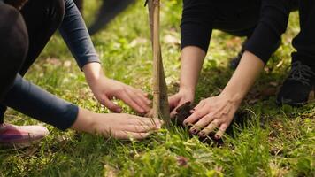 beveiligen ecologisch balans en natuurlijk omgeving, moeder en kind samenwerken Aan aanplant bomen in de Woud. activisten graven gaten voor spruiten, ondersteunt duurzame levensstijl. camera a. video