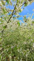 glatt fpv Flug durch Blühen Bäume mit Weiß Blumen im Frühling video