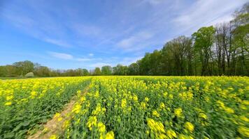 liscio fpv volo al di sopra di un' giallo colza campo nel primavera. video