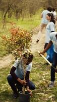 African american ecologic activists planting seedlings in a forest environment, working together in unity to preserve and protect the natural habitat. Growing trees project. Camera B. video