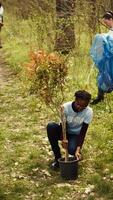 africano americano voluntários equipe escavação buracos e plantio árvores dentro uma floresta, fazendo lixo Limpar e colocando mudas dentro a terra para natureza cultivo conceito. conservação projeto. Câmera b. video