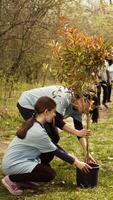 equipo de voluntarios creciente el natural habitat en un bosque, plantando arboles y conservación naturaleza por tomando acción y luchando a salvar el planeta. activistas haciendo comunidad servicio. cámara b. video