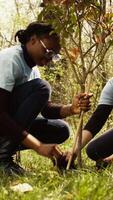 Activists joining forces in planting trees in the woods with commitment to nature conservation, nurturing its growth and preserving the seedlings. Dedicated group of environmentalists. Camera B. video