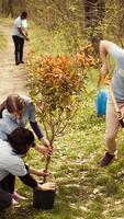 clima activistas plantando nuevo arboles en un bosque ecosistema, excavación agujeros y poniendo plántulas en el suelo. voluntarios trabajando en conservación naturaleza y proteger el ambiente. cámara b. video