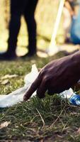 People supporting cleanup of the natural environment by grabbing recyclables and trash objects from the woods, collecting in a garbage bag. Using utensils to pick up rubbish. Close up. Camera B. video