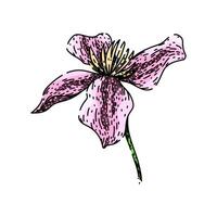 pink clematis sketch hand drawn vector