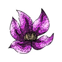 blue clematis sketch hand drawn vector