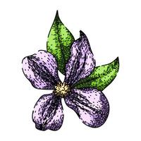 purple clematis sketch hand drawn vector