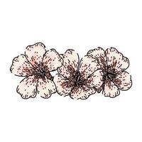 fragrance geranium sketch hand drawn vector