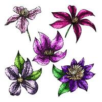 clematis set sketch hand drawn vector