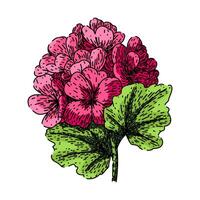 pink geranium sketch hand drawn vector