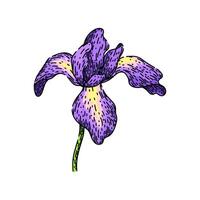 garden iris sketch hand drawn vector