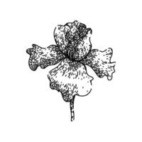 bloom iris sketch hand drawn vector