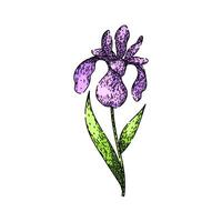 spring iris sketch hand drawn vector