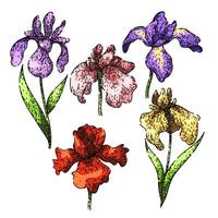 iris set sketch hand drawn vector