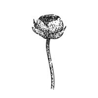 flower ranunculus sketch hand drawn vector