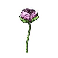 flower ranunculus sketch hand drawn vector