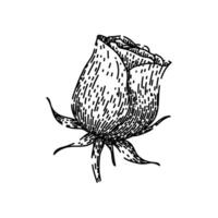 garden rose sketch hand drawn vector