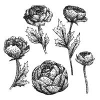 ranunculus set sketch hand drawn vector