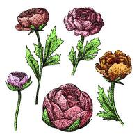 ranunculus set sketch hand drawn vector