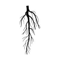 sistema árbol raíz dibujos animados ilustración vector