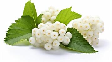 Fresh white viburnum berry clusters accompanied by vibrant leaves. Berries of viburnum isolated on white background. Concept of traditional remedies, seasonal fruits, and natural health photo